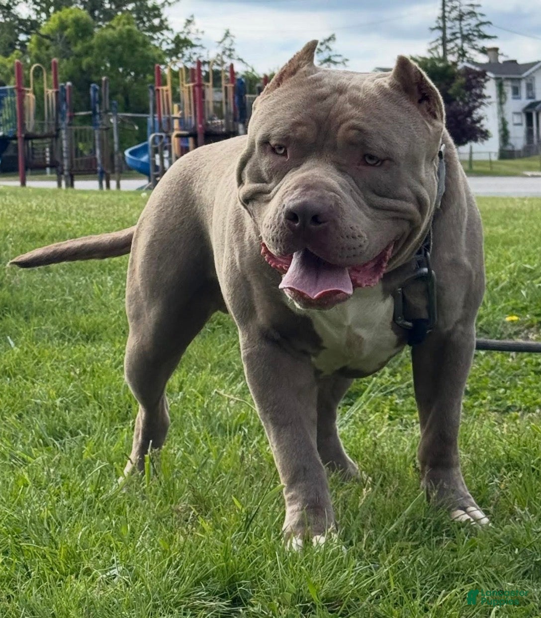 American Bully dogs Jet - Ad 2
