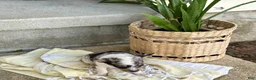 Chihuahua dogs for sale: Rosie - Ad 13