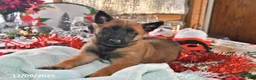 Belgian Malinois dogs for sale: Bruno - Ad 25