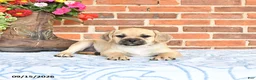 Puggle dogs for sale: Taylor - Ad 3