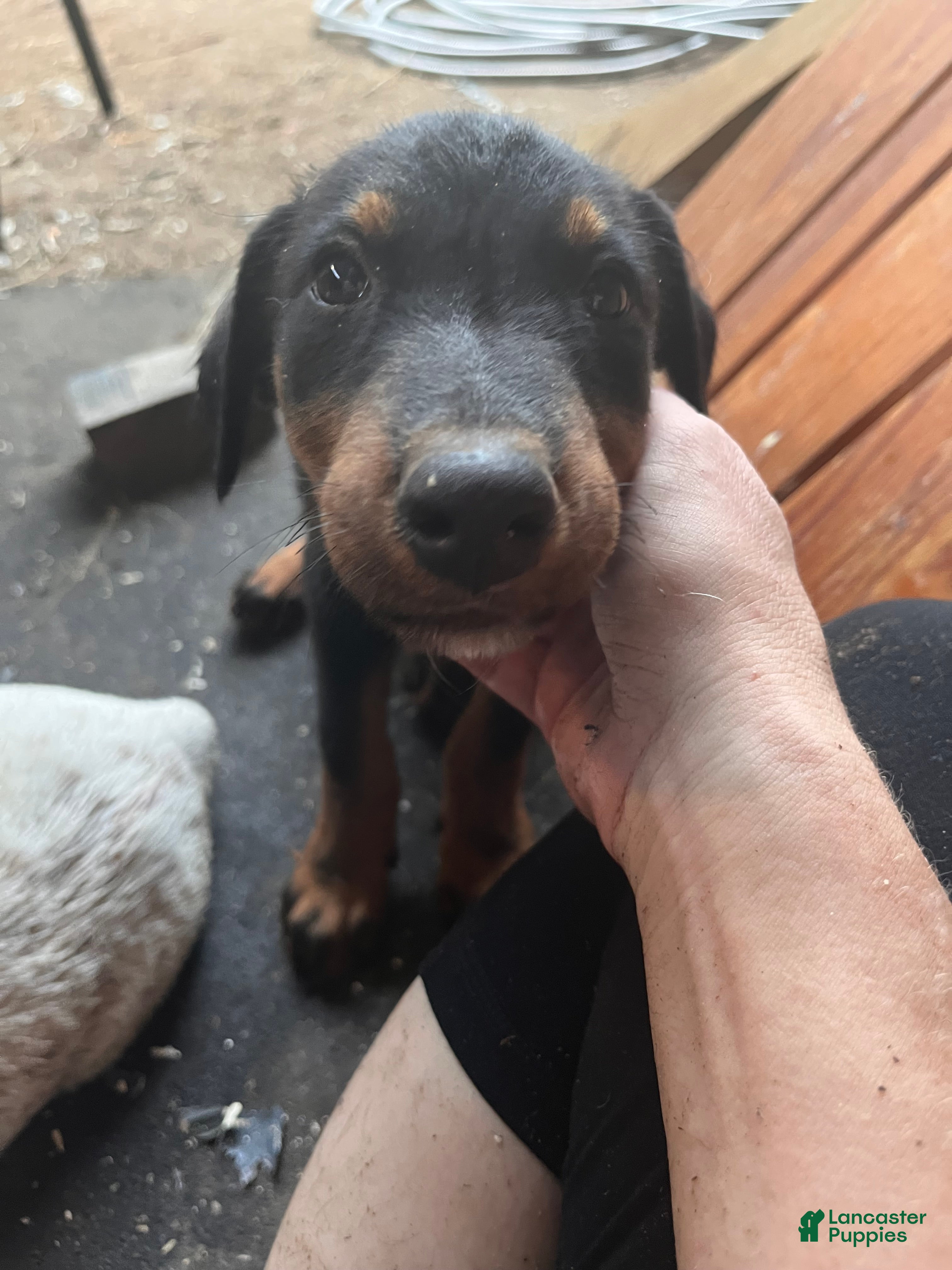 Mixed Breed dogs Varuca  - Ad 42