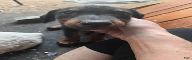 Varuca 