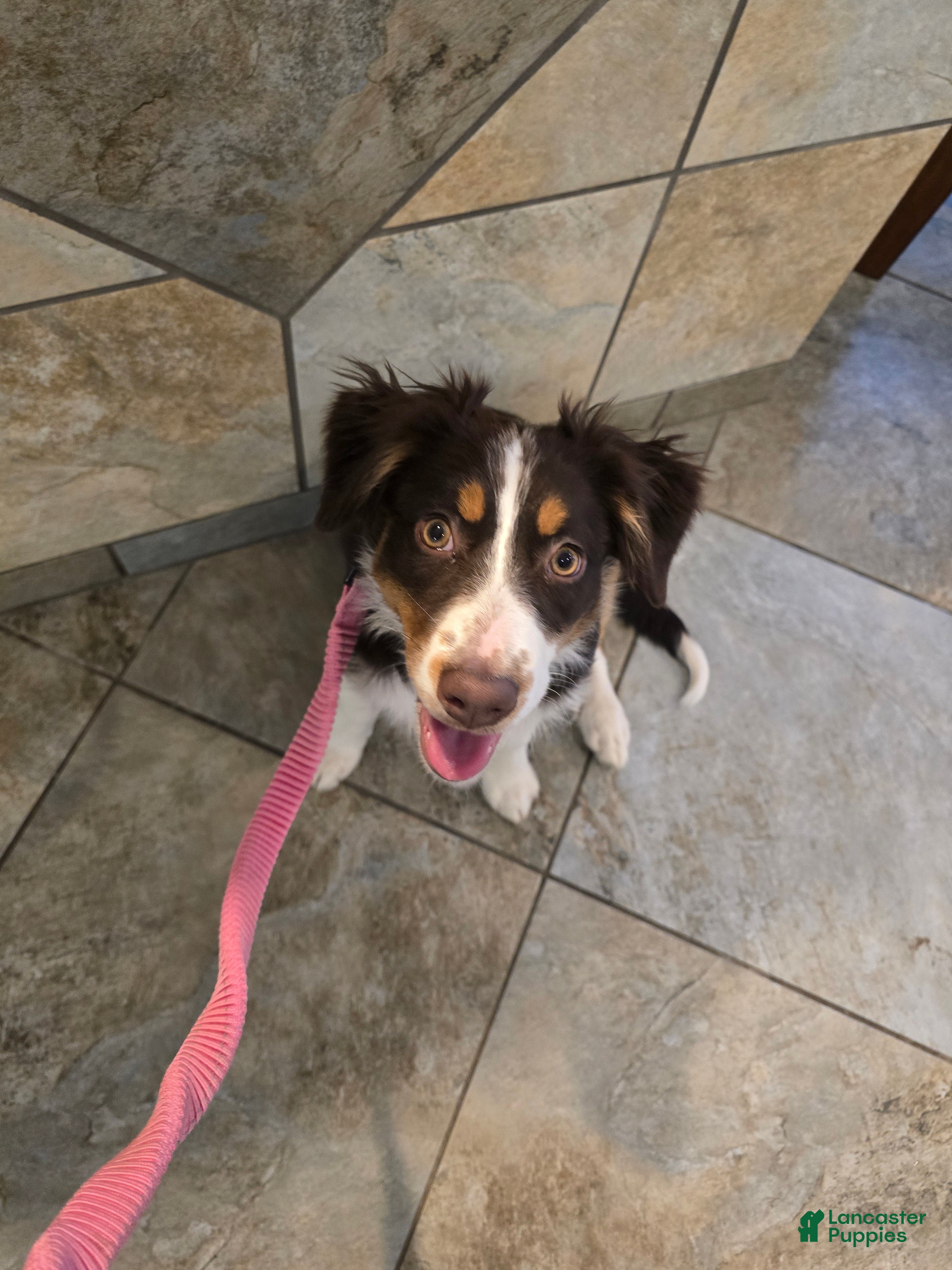 Australian Shepherd dogs Australian Shepherd Puppy 1 - Ad 25