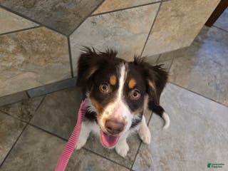 Australian Shepherd dogs Australian Shepherd Puppy 1 - Ad 10