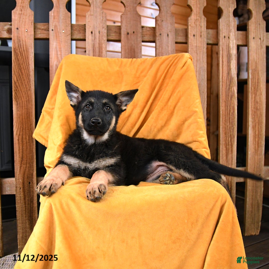 German Shepherd dogs for sale: Lady - Ad 3