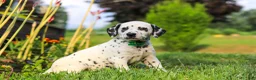 Dalmatian dogs for sale: Tami - Ad 6