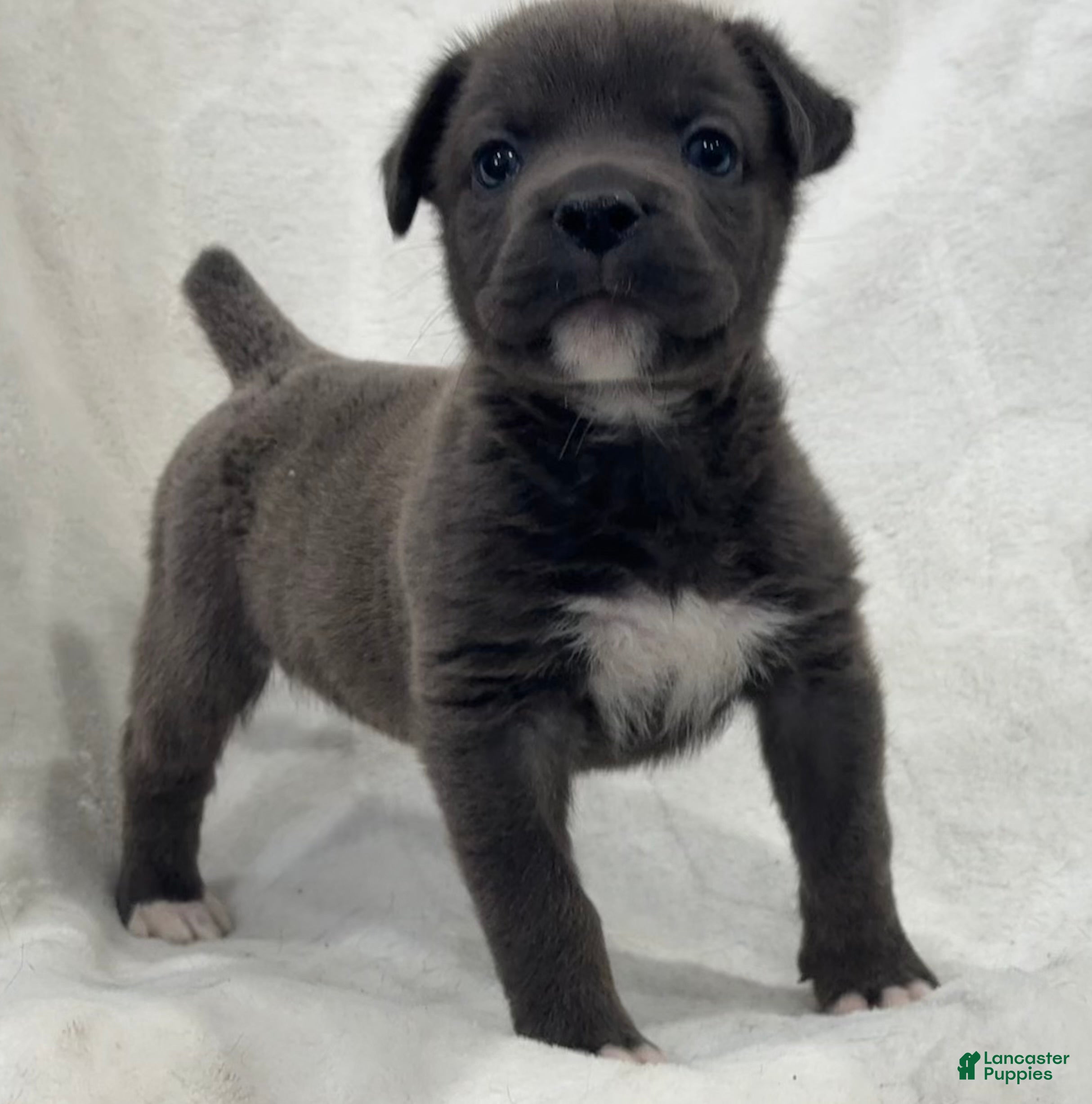 Cane Corso dogs Davina - Ad 18