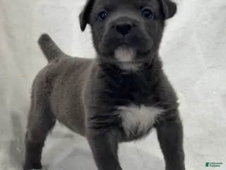 Cane Corso dogs Davina - Ad 18