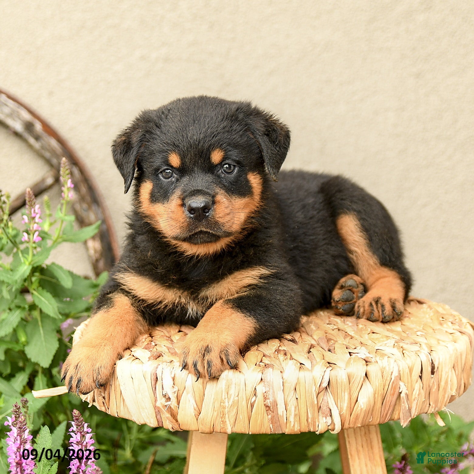Rottweiler dogs Ryder - Ad 2