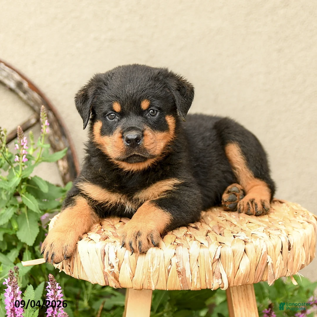 Rottweiler dogs for sale: Ryder - Ad 2