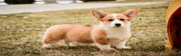 Welsh Corgi Pembroke dogs for sale: Gwen - Ad 4