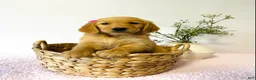 Golden Retriever dogs for sale: Bella - Ad 1