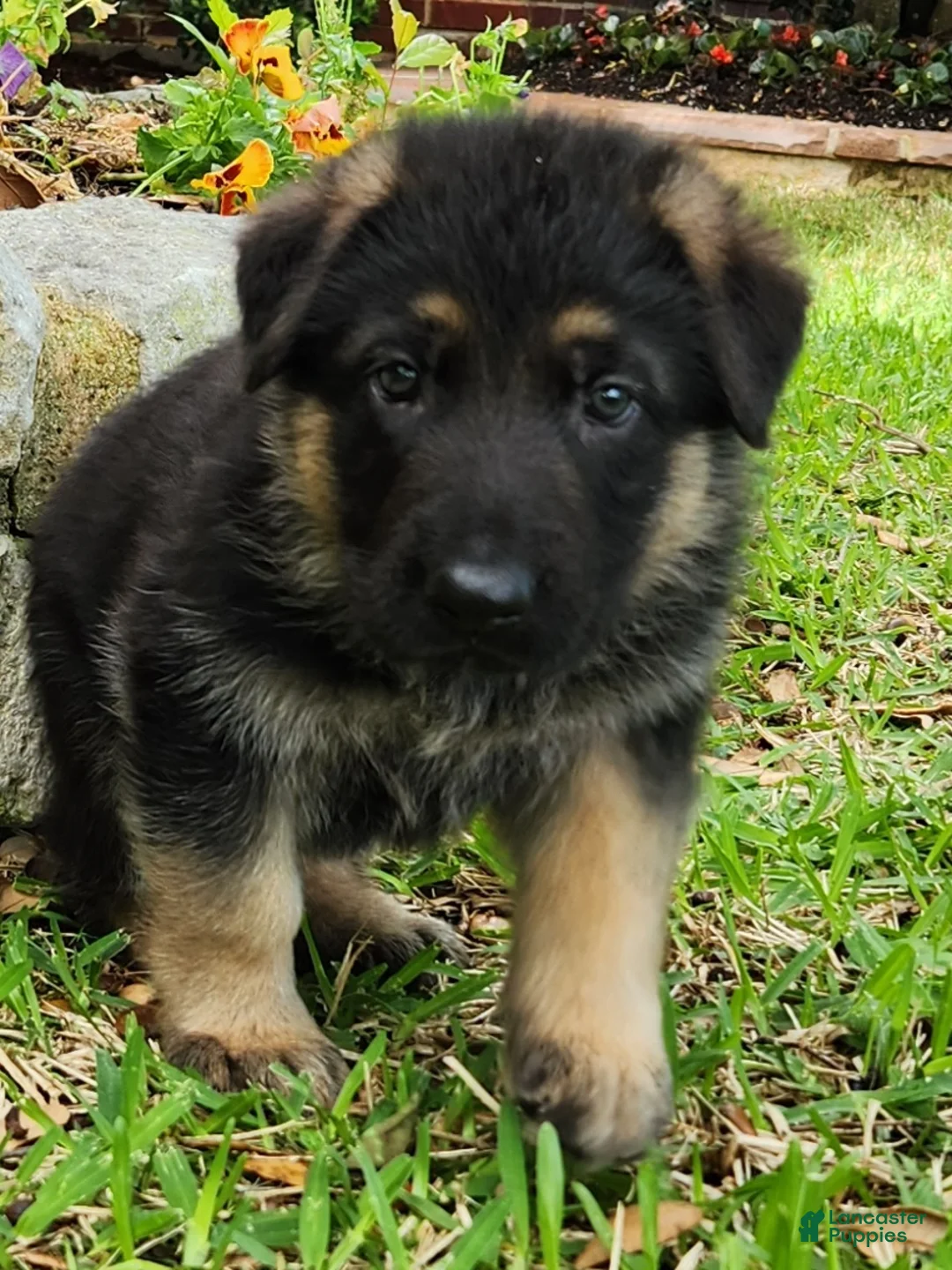 German Shepherd dogs for sale: German Shepherd Puppy 1 - Black - Ad 1