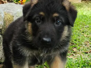 German Shepherd dogs for sale: German Shepherd Puppy 1 - Black - Ad 1