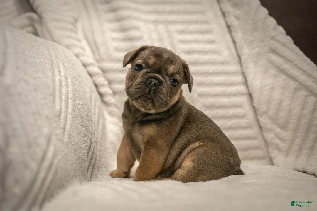 French Bulldog dogs for sale: Benton - Ad 2