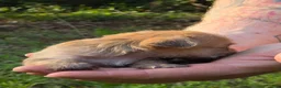 Mixed Breed dogs for sale: Chewbacca  - Ad 5