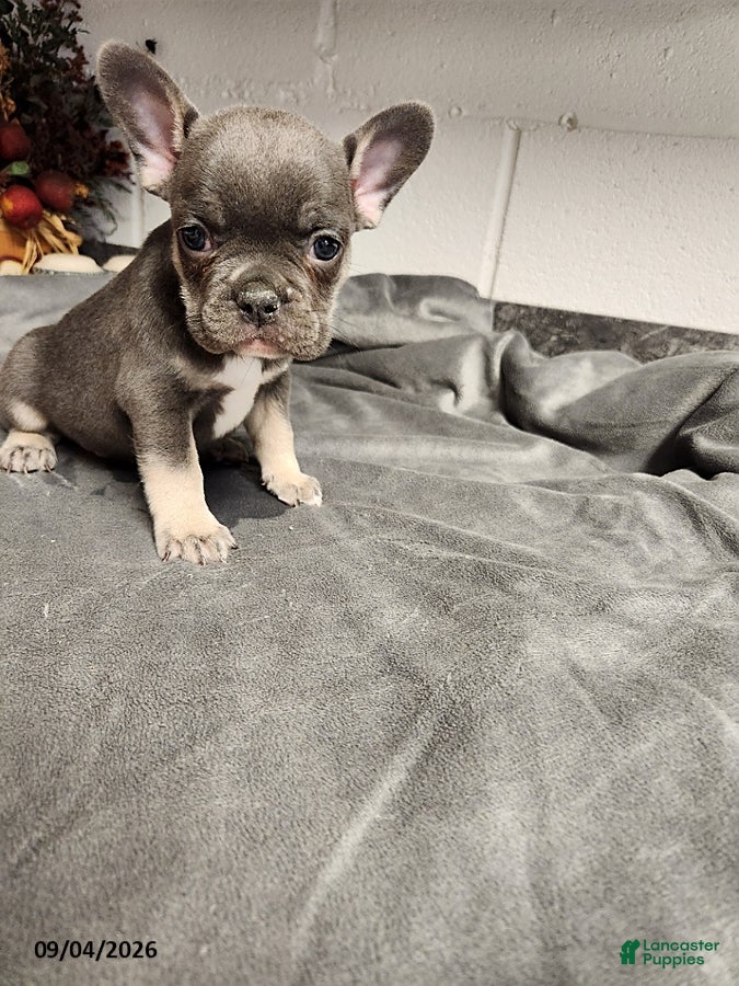 French Bulldog dogs for sale: Axle - Ad 4