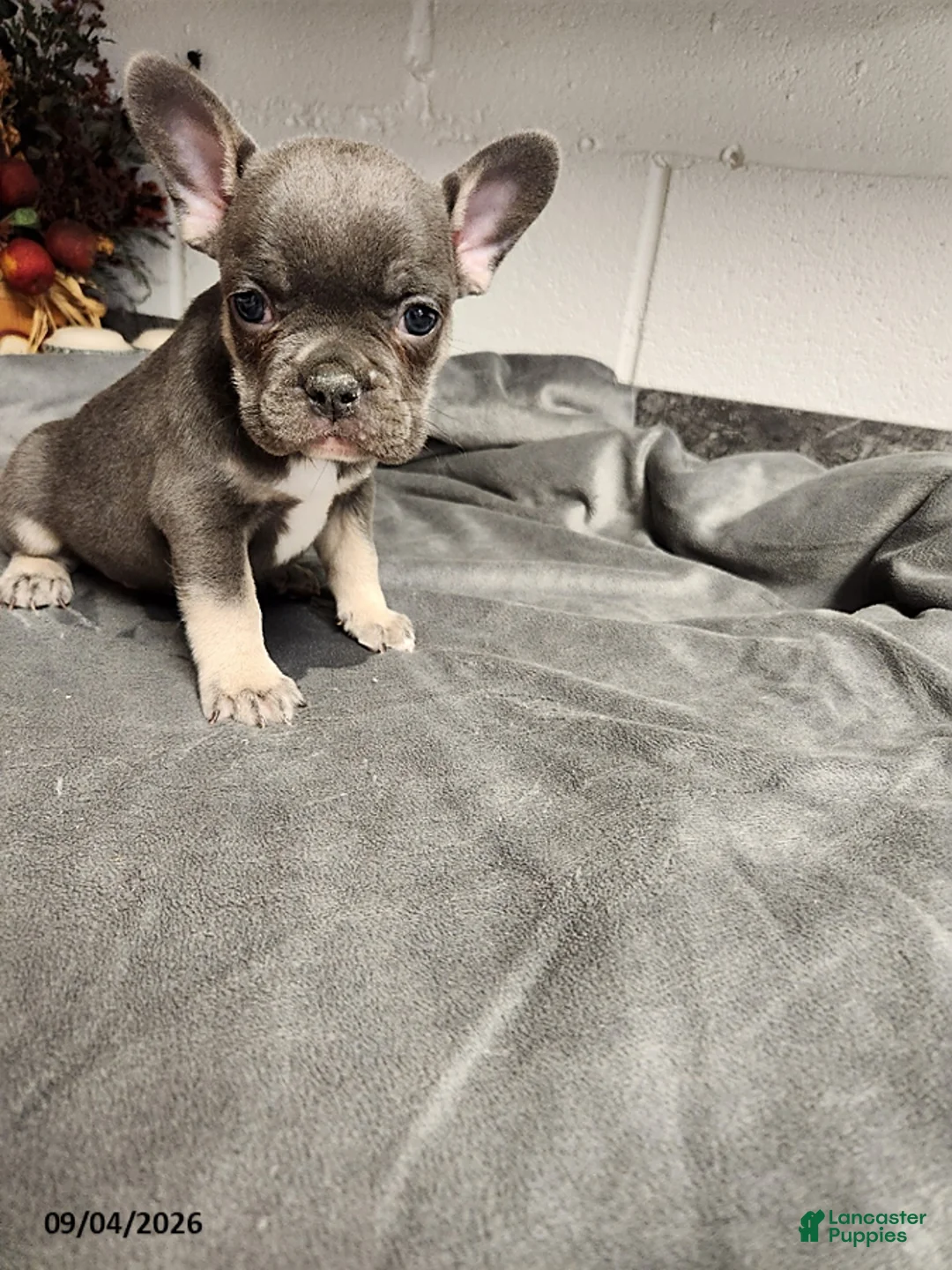 French Bulldog dogs for sale: Axle - Ad 1