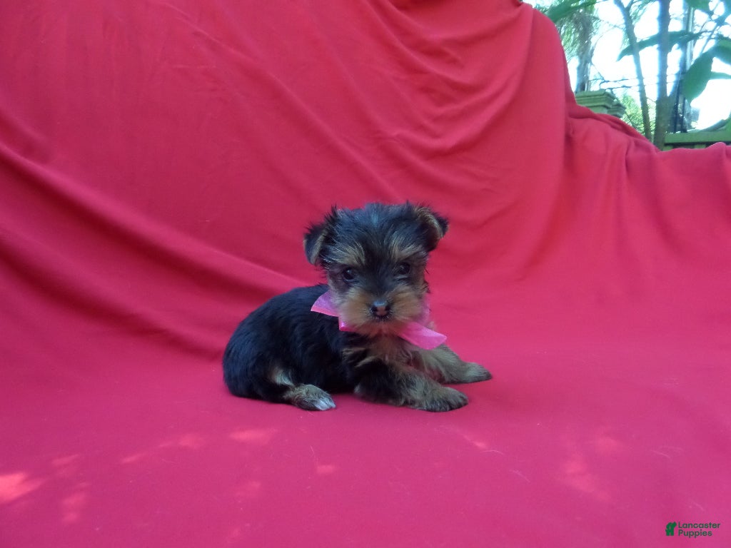 Yorkshire Terrier dogs Remmy - Ad 16