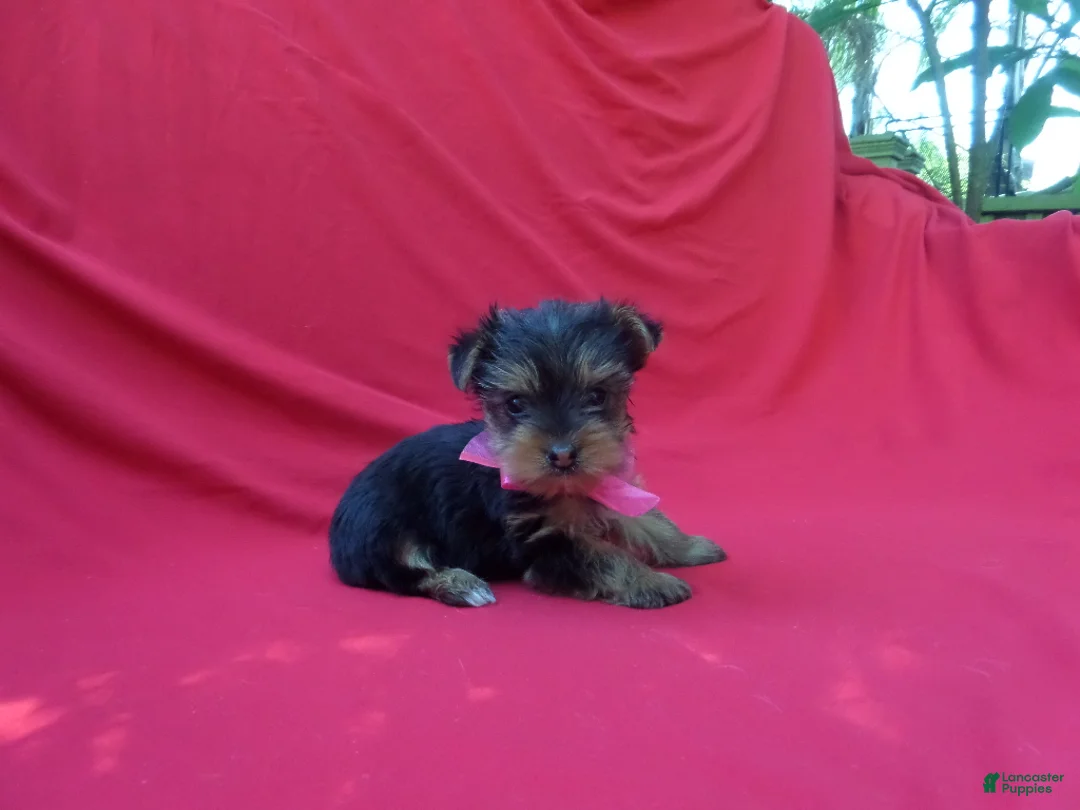 Yorkshire Terrier dogs for sale: Remmy - Ad 1