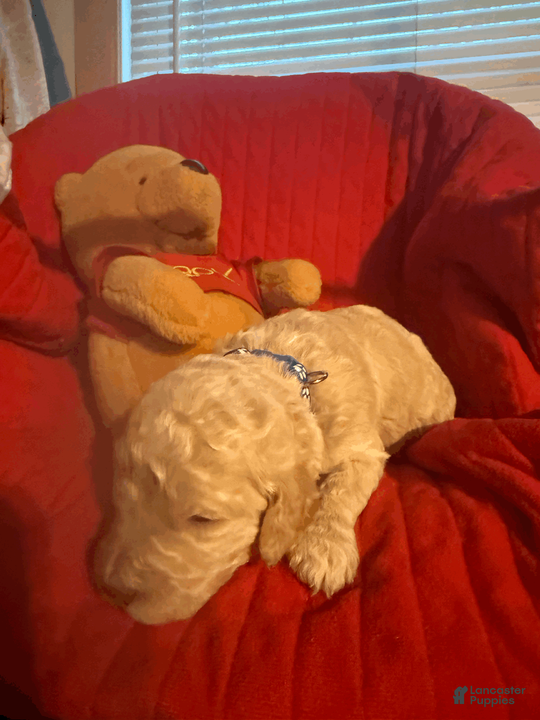 Goldendoodle dogs for sale: Dark Blue Collar - Ad 2