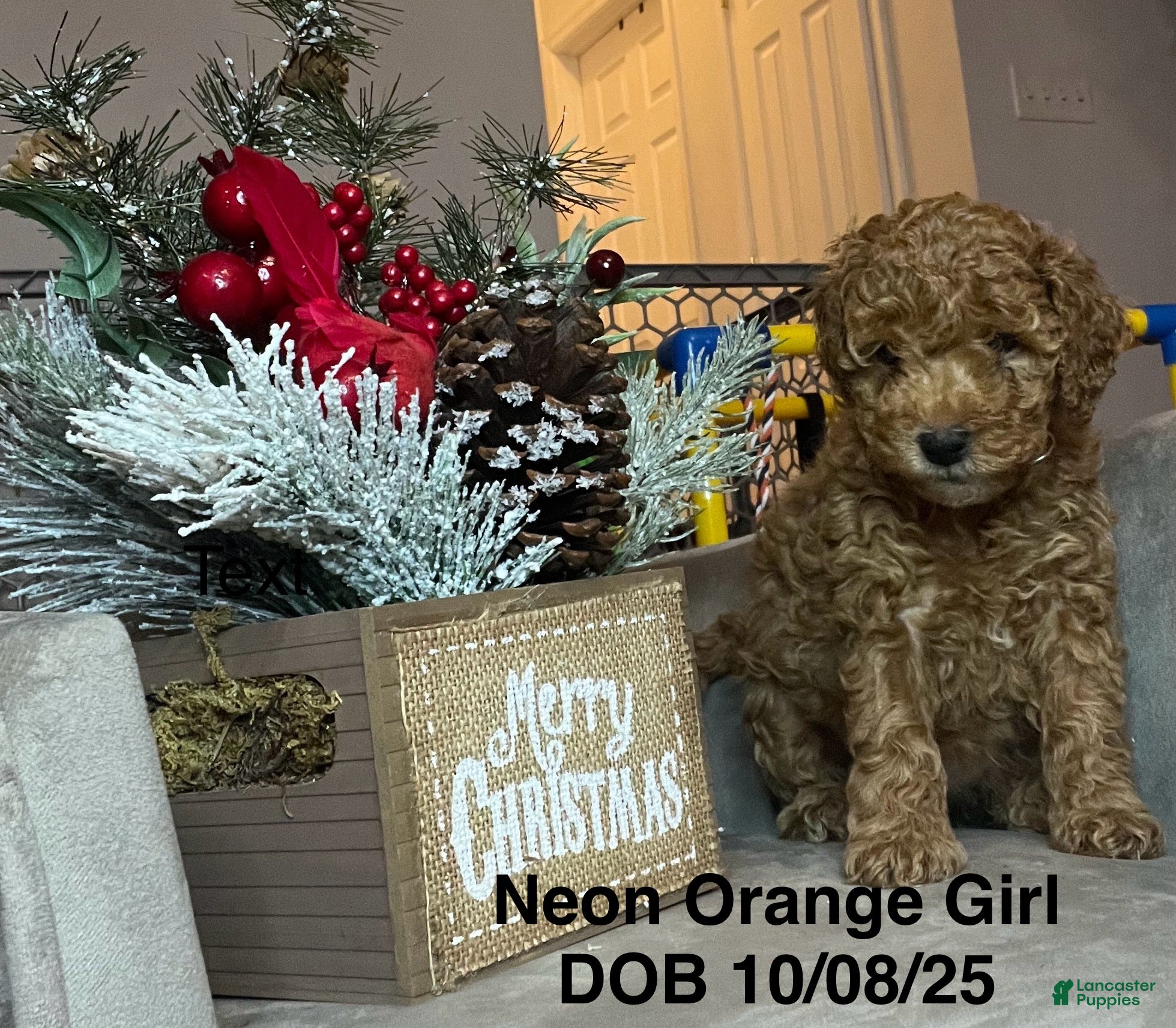 Mini Goldendoodle dogs Mini Goldendoodle Puppy Orange - Ad 8