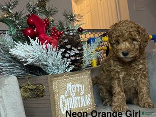 Mini Goldendoodle dogs Mini Goldendoodle Puppy Orange - Ad 20