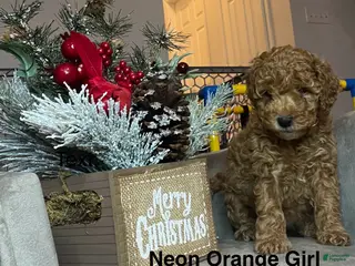 Mini Goldendoodle dogs Mini Goldendoodle Puppy Orange - Ad 26