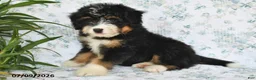 Mini Bernedoodle dogs for sale: Tony - Ad 5