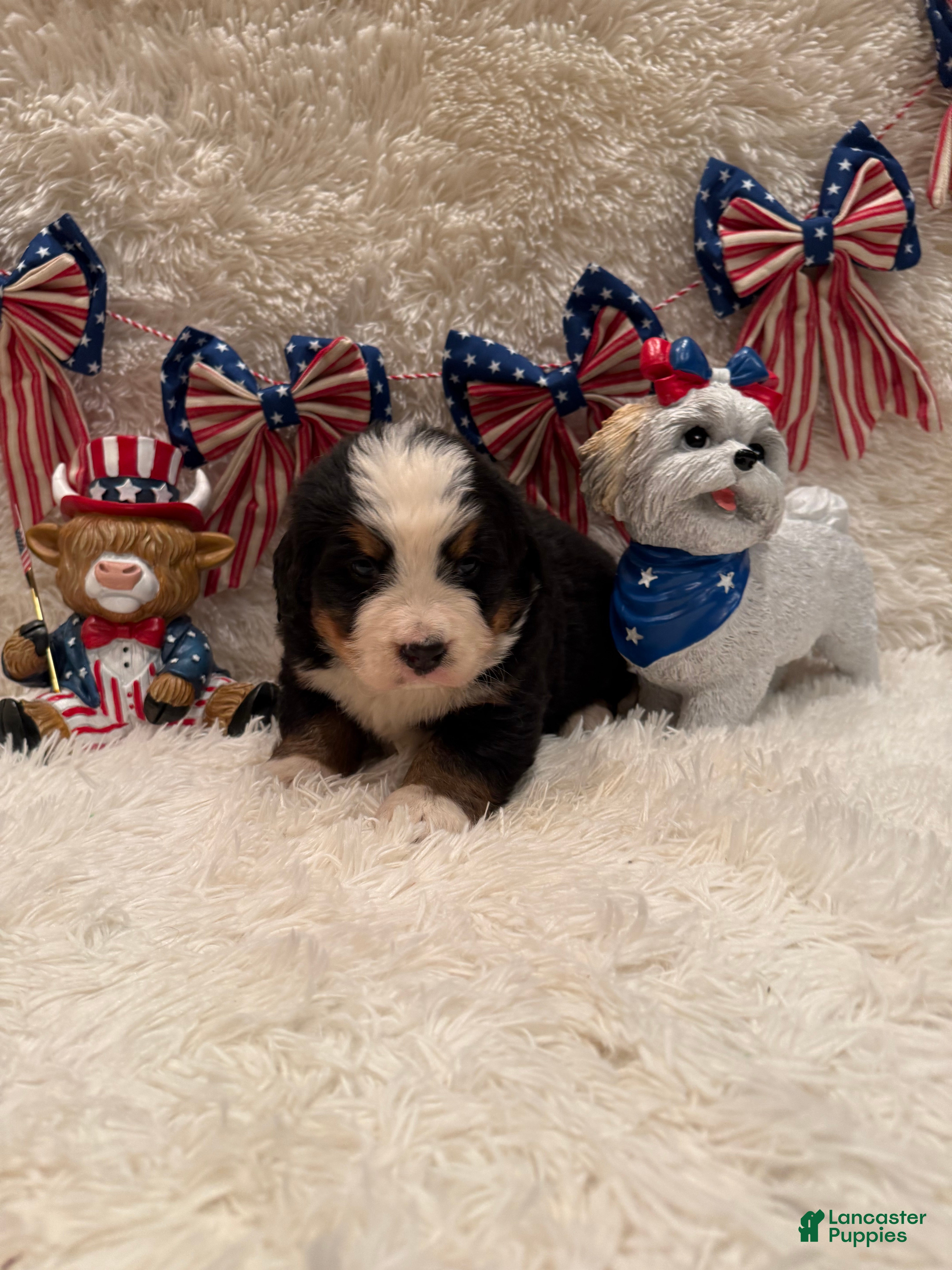 Bernese Mountain Dog dogs John - Ad 2