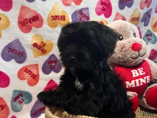 Yochon dogs Chai - Ad 8