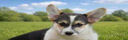 Welsh Corgi Pembroke dogs for sale: Conrad - Ad 3