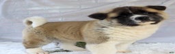 Akita dogs for sale: Trevor - Ad 25