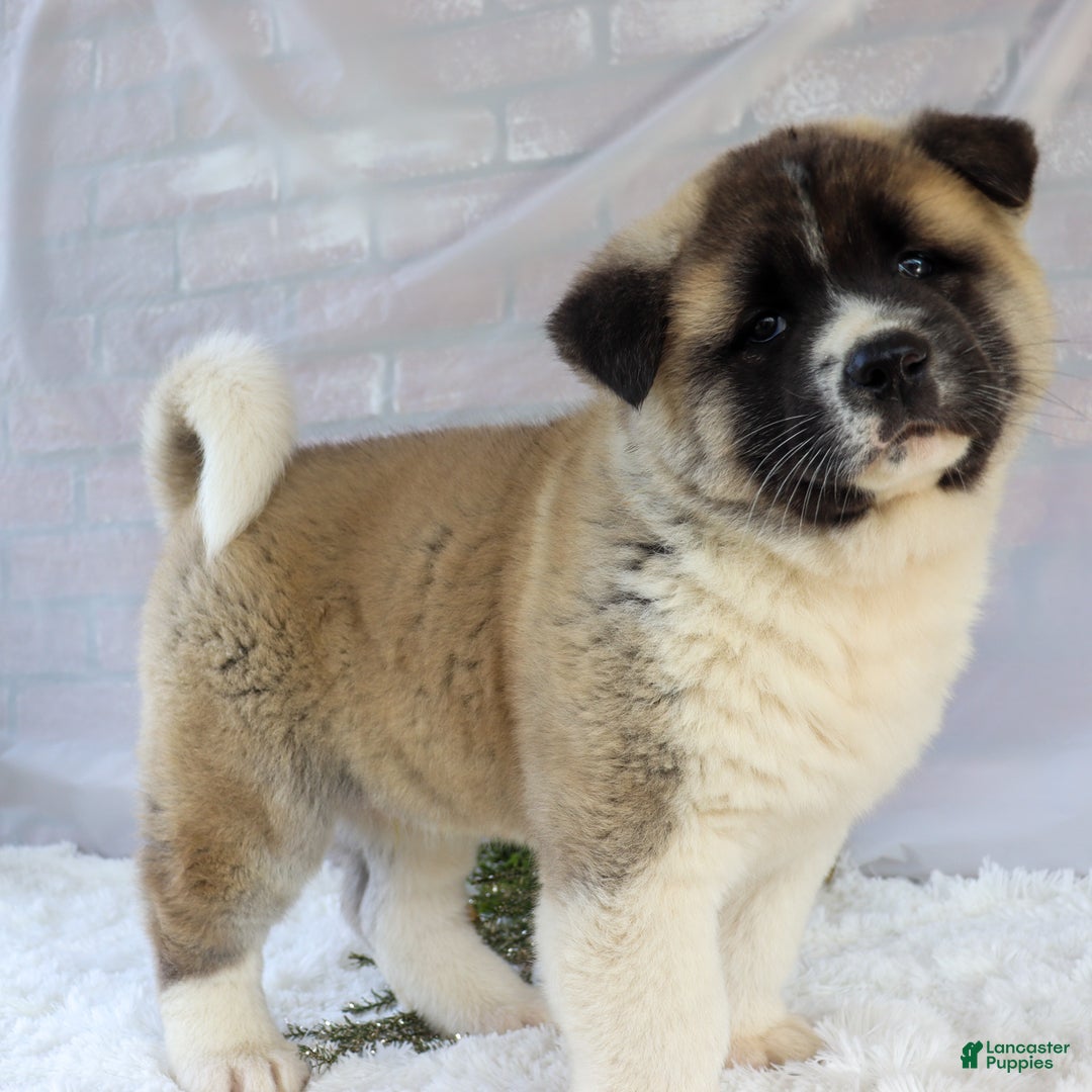 Akita dogs for sale: Trevor - Ad 25
