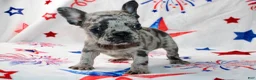 French Bulldog dogs for sale: Peppa - Ad 4