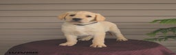 Labrador Retriever dogs for sale: Jules - Ad 2