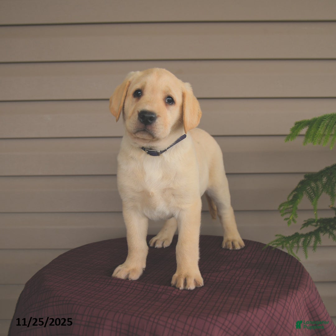 Labrador Retriever dogs for sale: Jules - Ad 2