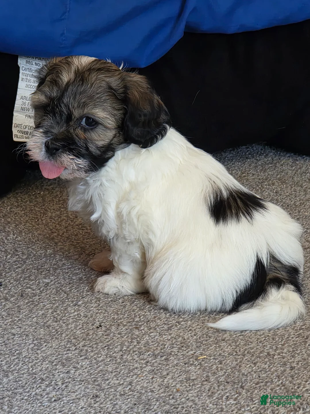 Teddy Bear dogs for sale: Teddy Bear Puppy 4 Matilda (Tilly) - Ad 2