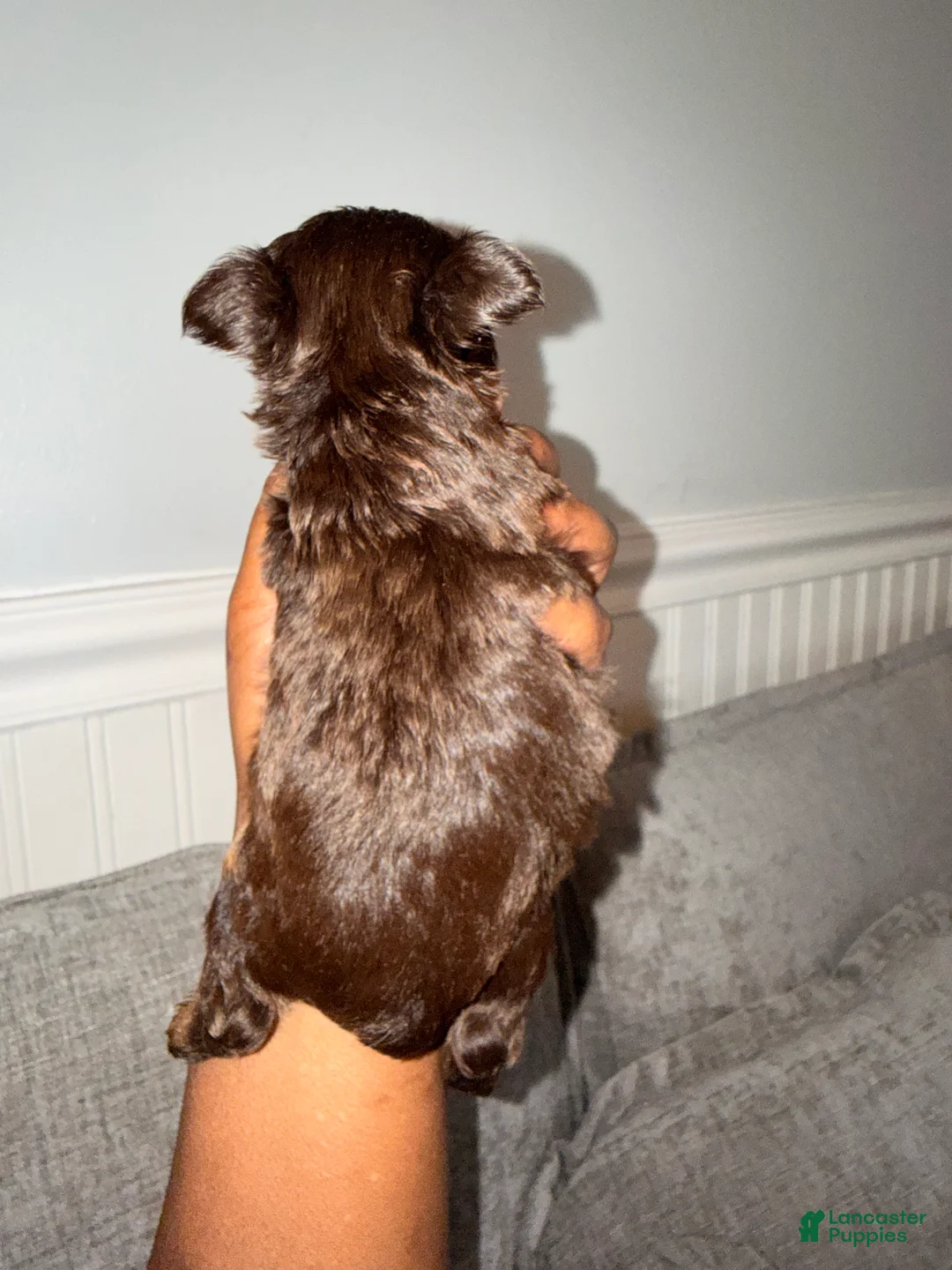 Yorkshire Terrier dogs for sale: Butter - Ad 2