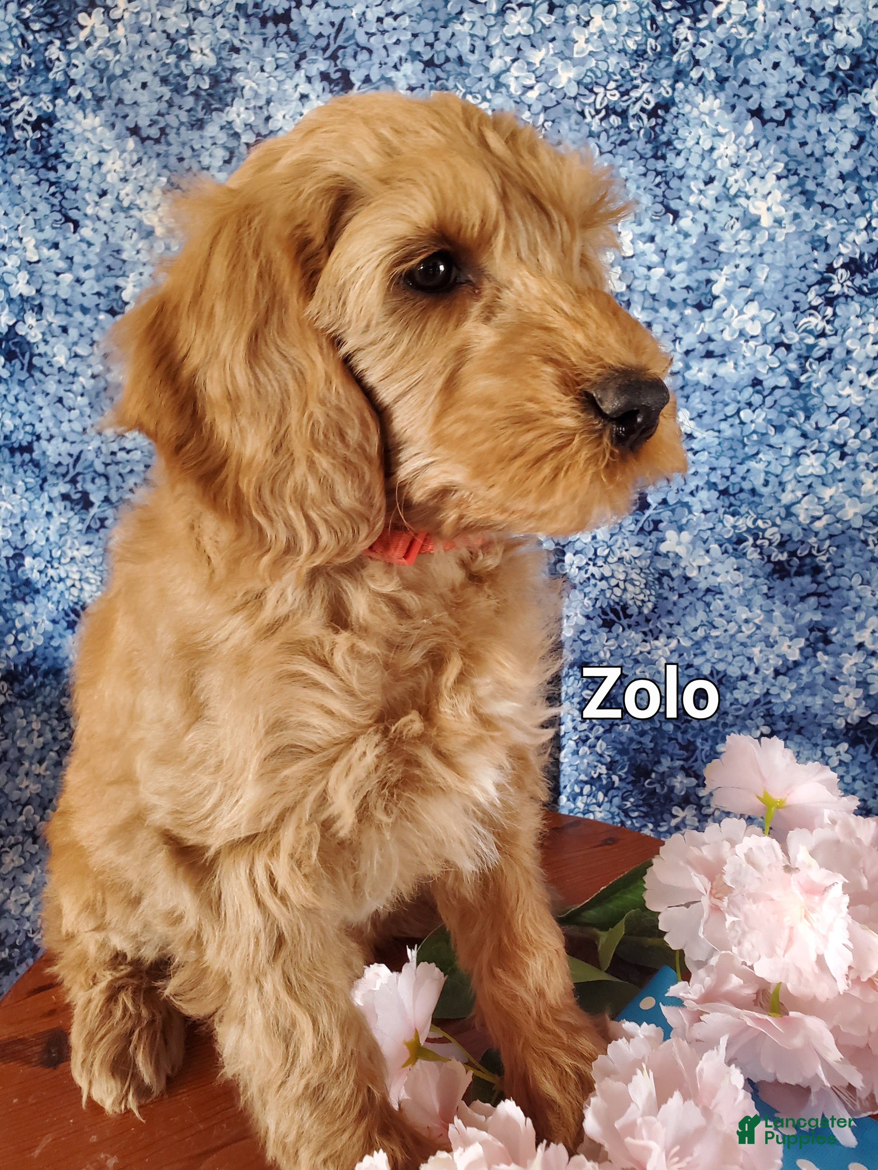 Mini Goldendoodle dogs Zolo - Ad 2