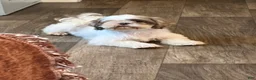 Shih Tzu dogs for sale: Theodore - Ad 3