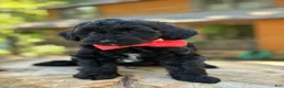 Yorkiepoo dogs for sale:  Leo - Ad 8