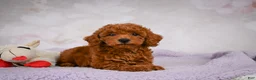 Miniature Poodle dogs for sale: Rocco - Ad 14