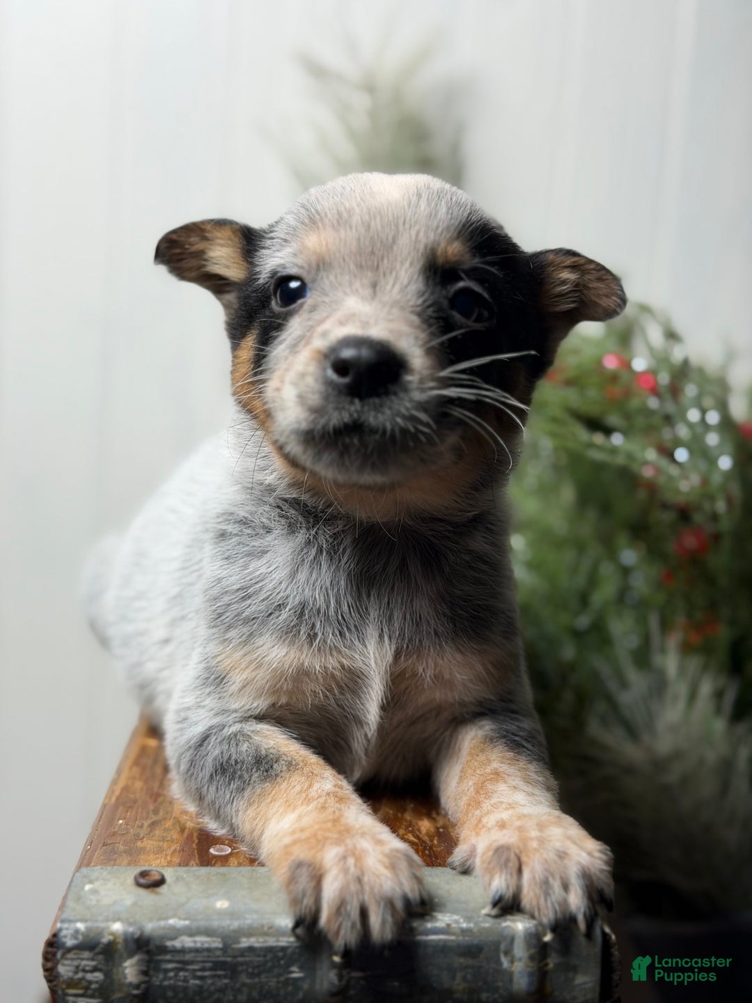 Australian Cattle Dog dogs for sale: Australian Cattle Dog Puppy 4 - Ad 4