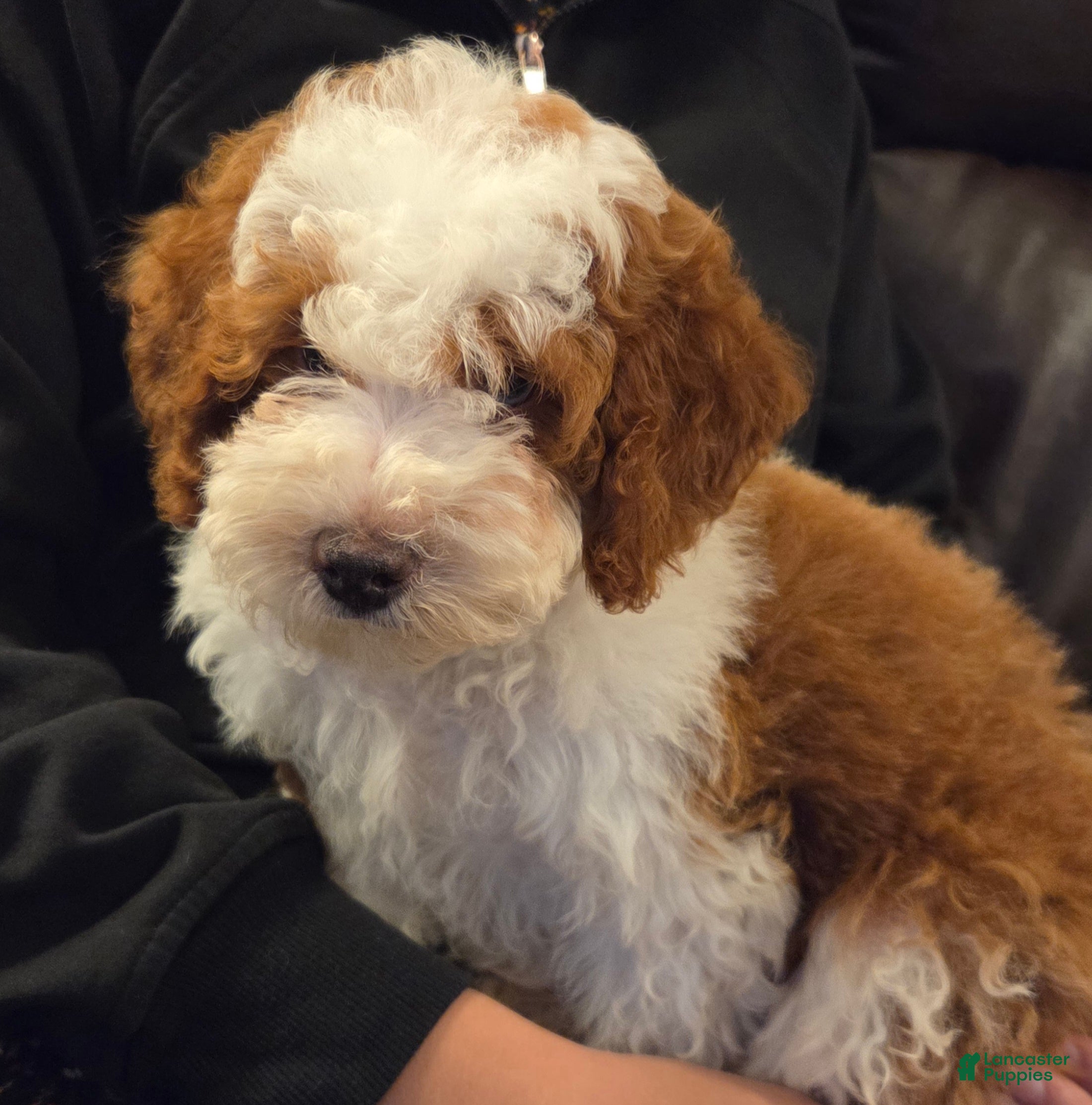 Mini Bernedoodle dogs EMMA - FEMALE Mini Bernedoodle 2 - Ad 2