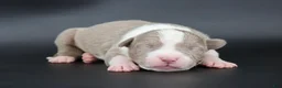American Bully dogs for sale: Atalanta - XL - ABKC - Ad 1