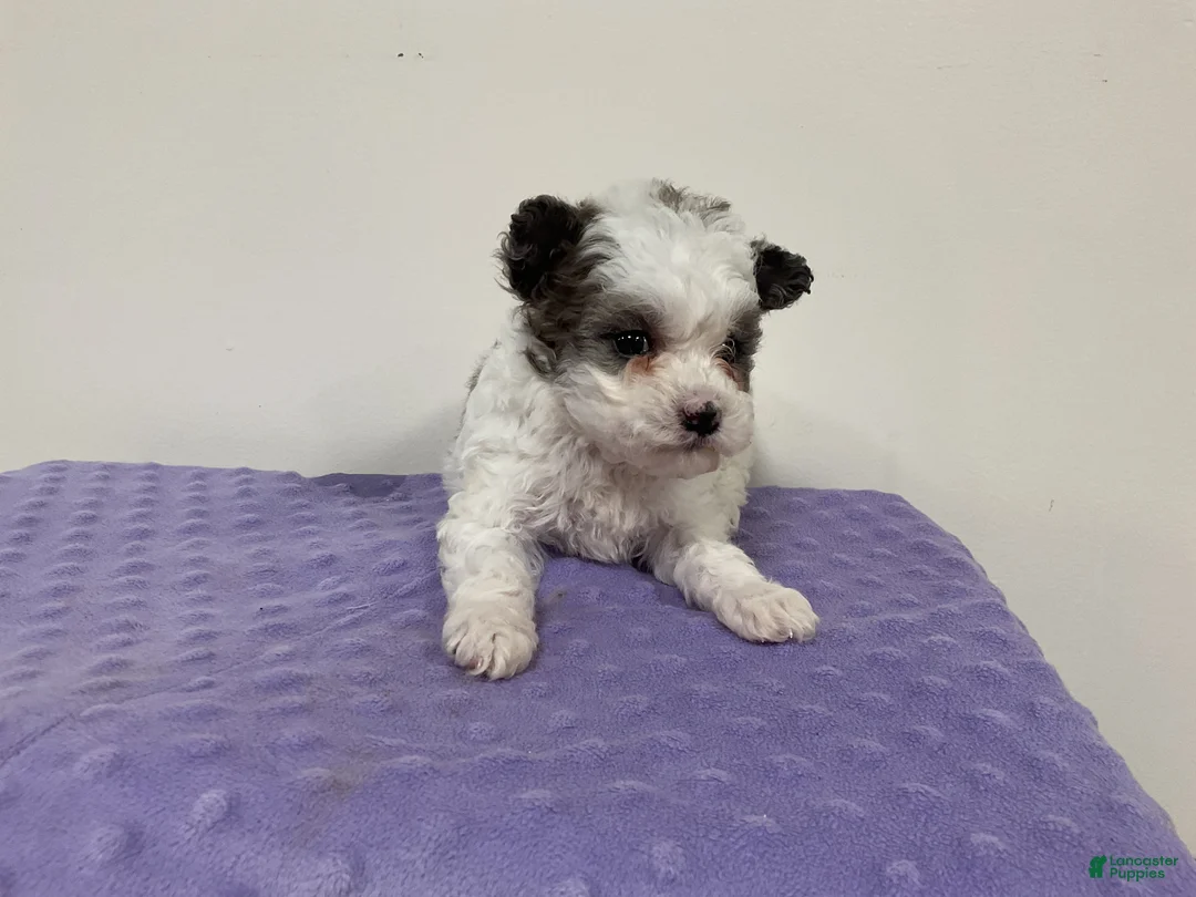 Maltipoo dogs for sale: NOEL - Ad 1