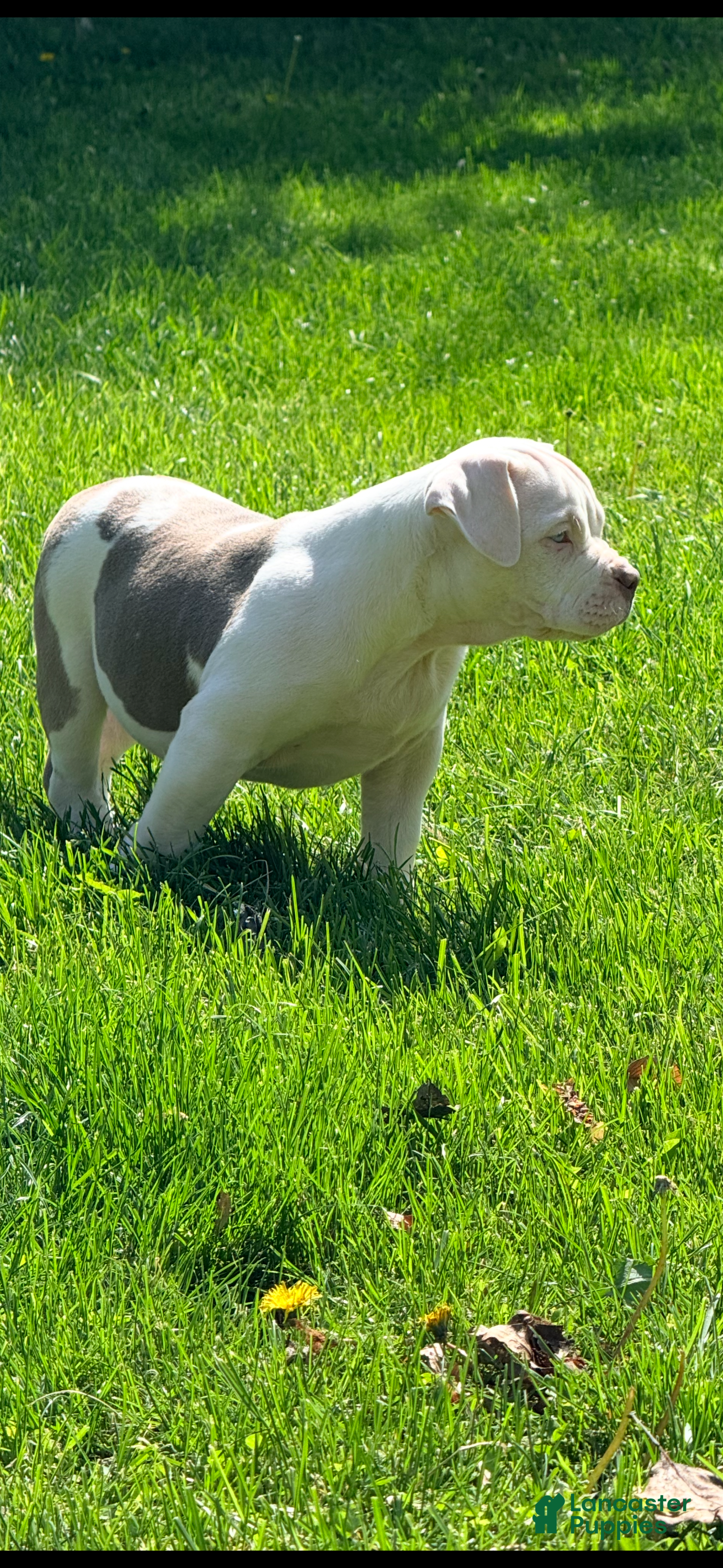 American Bully dogs for sale: Willow, pocket Bully Puppy 6 - Ad 2