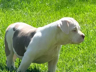 American Bully dogs for sale: Willow, pocket Bully Puppy 6 - Ad 2