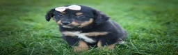 Mini Aussiedoodle dogs for sale: Leo 🦴 - Ad 6